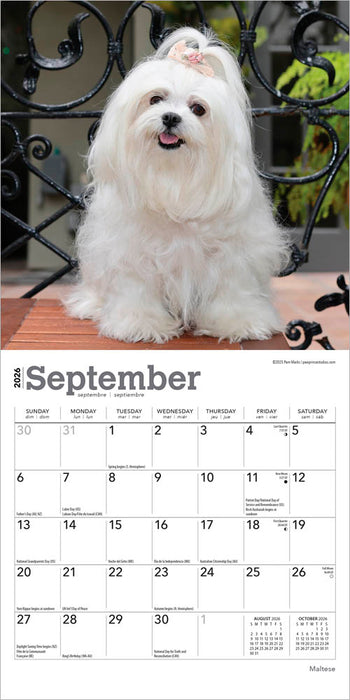 Maltese 2026 Mini Wall Calendar