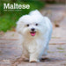 Maltese 2026 Mini Wall Calendar