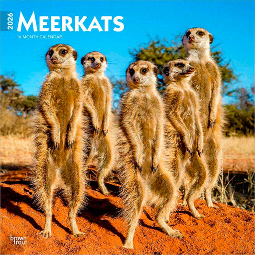 Meerkats 2026 Square Wall Calendar