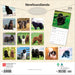 Newfoundlands 2026 Square Wall Calendar