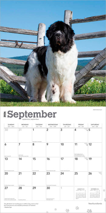 Newfoundlands 2026 Square Wall Calendar