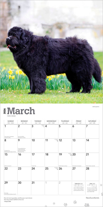 Newfoundlands 2026 Square Wall Calendar