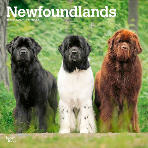 Newfoundlands 2026 Square Wall Calendar