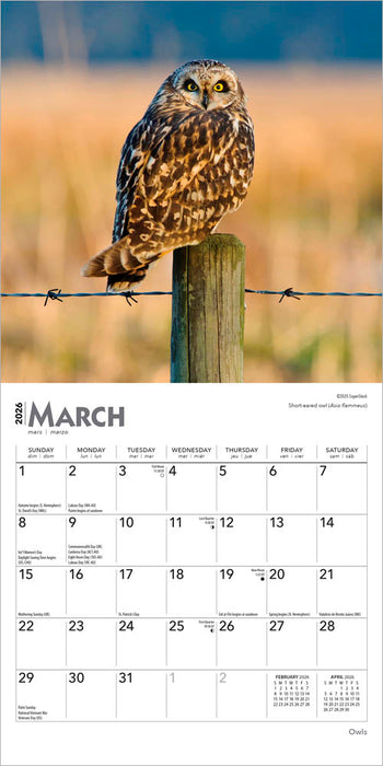 Owls 2026 Mini Wall Calendar
