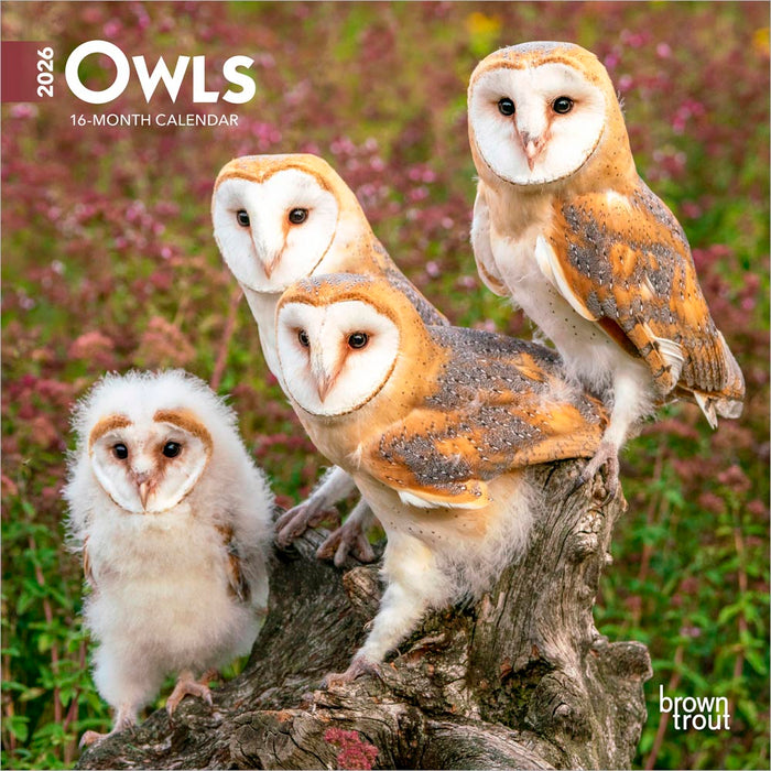 Owls 2026 Mini Wall Calendar