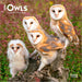 Owls 2026 Mini Wall Calendar