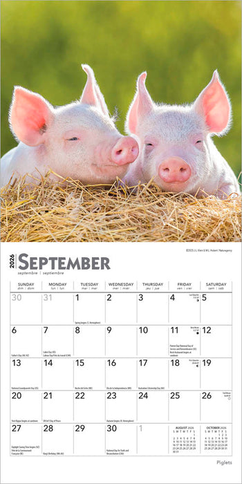 Piglets 2026 Mini Wall Calendar