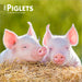 Piglets 2026 Mini Wall Calendar