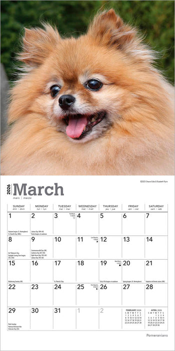 Pomeranians 2026 Mini Wall Calendar