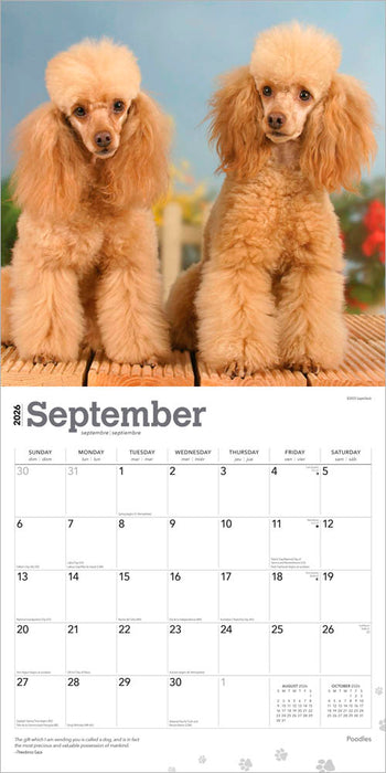 Poodles 2026 Square Wall Calendar