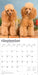 Poodles 2026 Square Wall Calendar