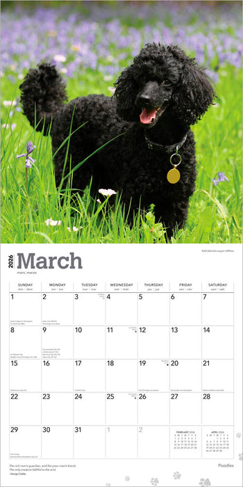 Poodles 2026 Square Wall Calendar