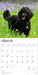 Poodles 2026 Square Wall Calendar