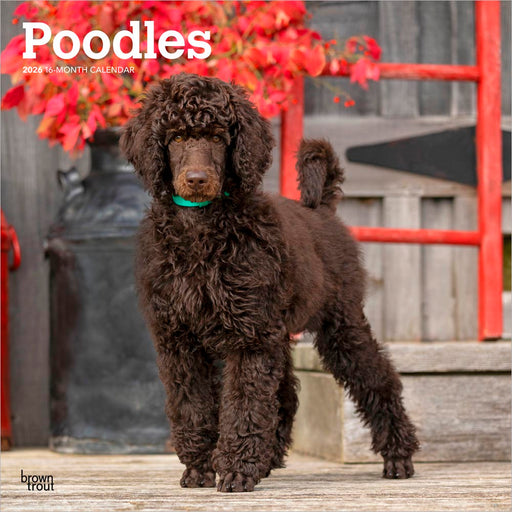 Poodles 2026 Square Wall Calendar