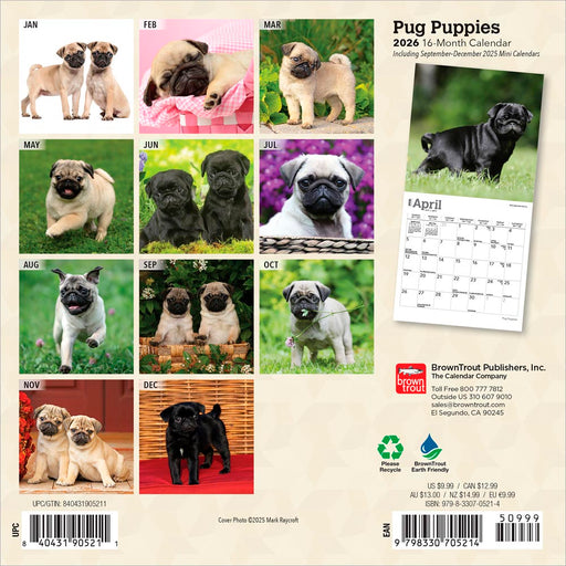 Pug Puppies 2026 Mini Wall Calendar