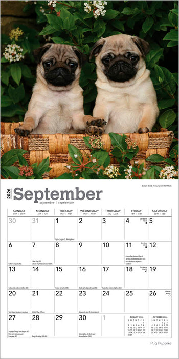 Pug Puppies 2026 Mini Wall Calendar