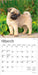 Pug Puppies 2026 Mini Wall Calendar