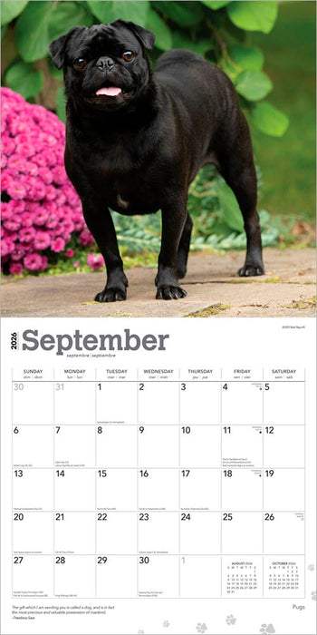 Pugs 2026 Square Wall Calendar