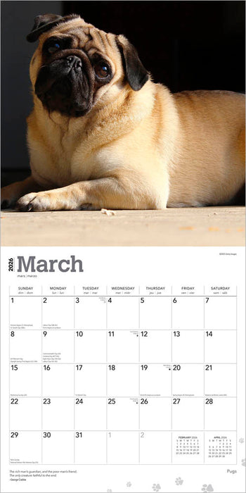 Pugs 2026 Square Wall Calendar