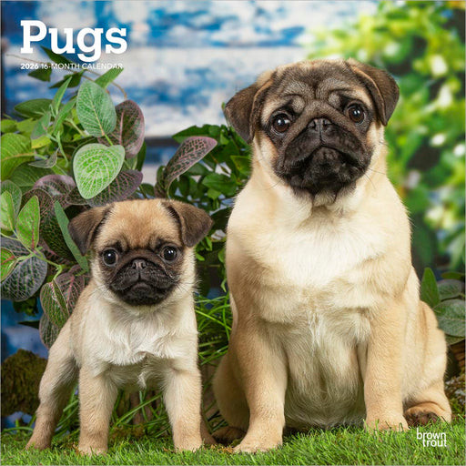 Pugs 2026 Square Wall Calendar