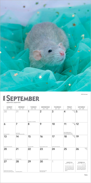 Rats 2026 Square Wall Calendar