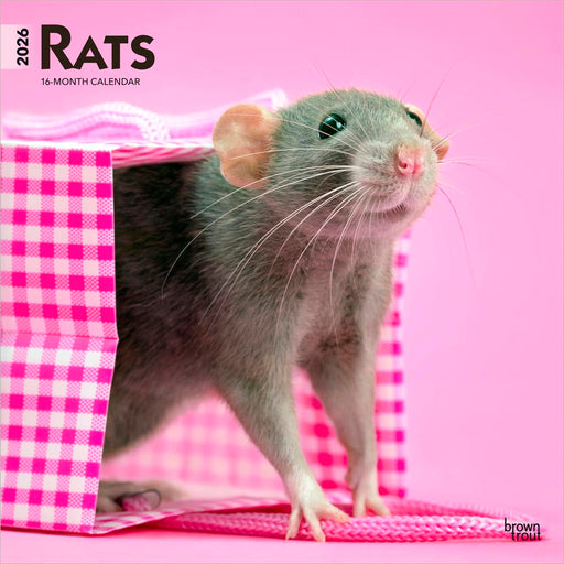 Rats 2026 Square Wall Calendar