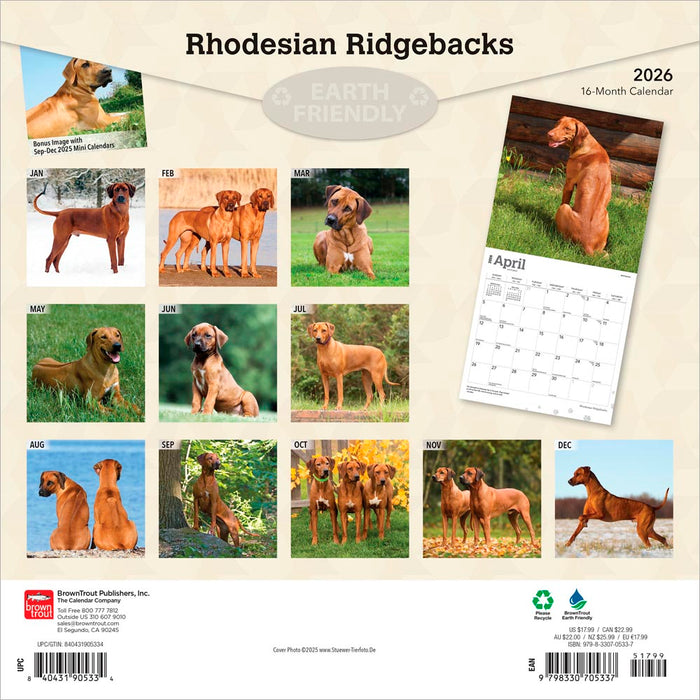 Rhodesian Ridgebacks 2026 Square Wall Calendar
