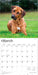Rhodesian Ridgebacks 2026 Square Wall Calendar