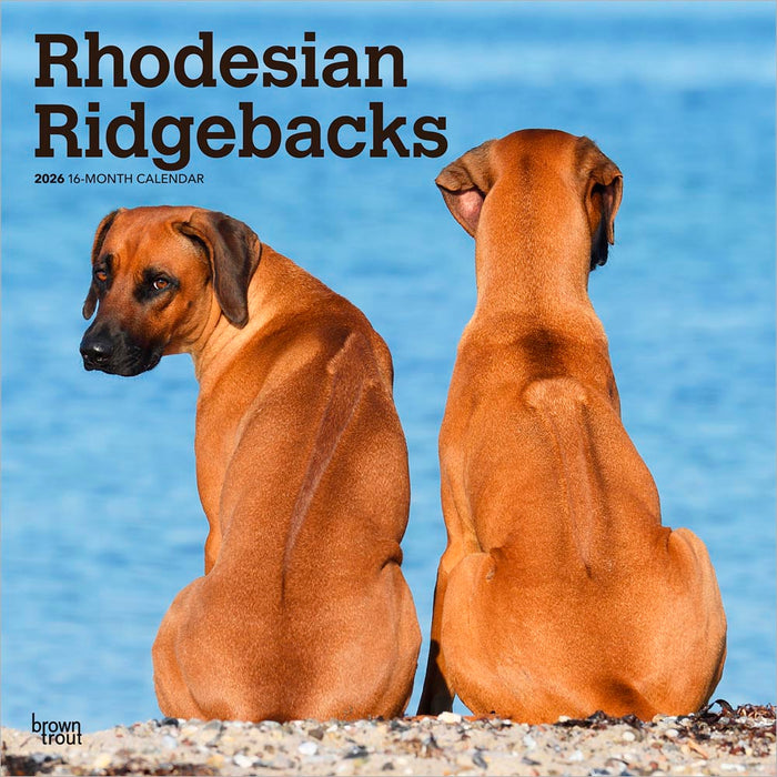 Rhodesian Ridgebacks 2026 Square Wall Calendar