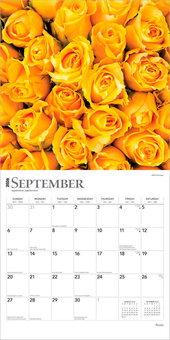 Roses 2026 Square Wall Calendar