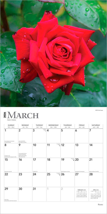 Roses 2026 Square Wall Calendar