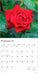 Roses 2026 Square Wall Calendar
