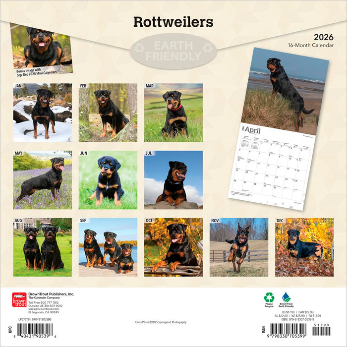 Rottweilers 2026 Square Wall Calendar