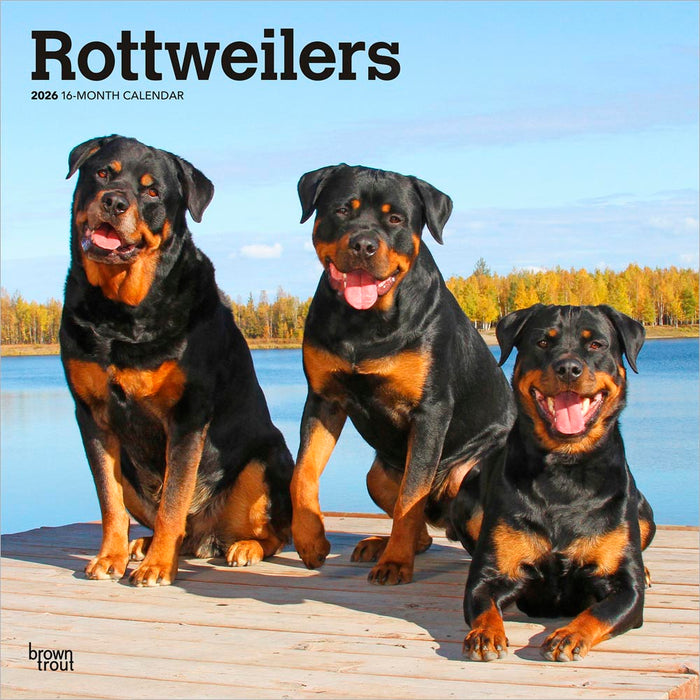Rottweilers 2026 Square Wall Calendar