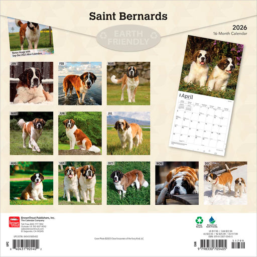 Saint Bernards 2026 Square Wall Calendar