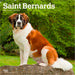 Saint Bernards 2026 Square Wall Calendar