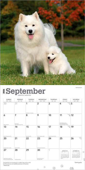 Samoyeds 2026 Square Wall Calendar