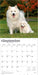 Samoyeds 2026 Square Wall Calendar