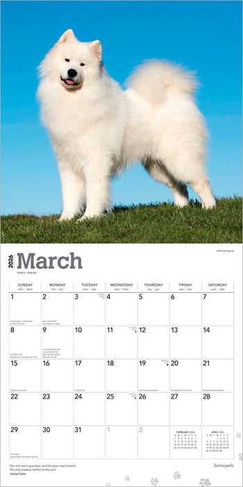 Samoyeds 2026 Square Wall Calendar