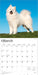 Samoyeds 2026 Square Wall Calendar