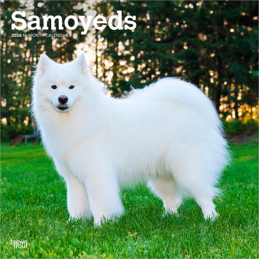 Samoyeds 2026 Square Wall Calendar
