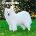 Samoyeds 2026 Square Wall Calendar