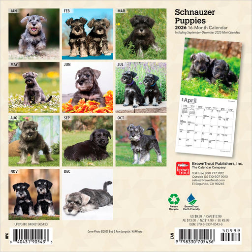 Schnauzer Puppies 2026 Mini Wall Calendar