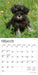 Schnauzer Puppies 2026 Mini Wall Calendar