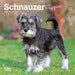 Schnauzer Puppies 2026 Mini Wall Calendar