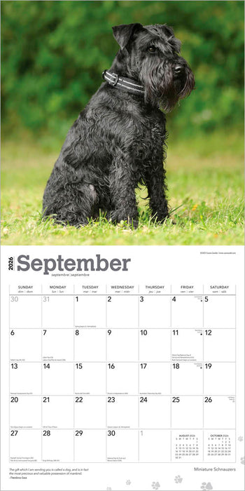 Miniature Schnauzers 2026 Square Wall Calendar