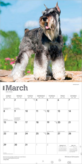 Miniature Schnauzers 2026 Square Wall Calendar