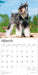 Miniature Schnauzers 2026 Square Wall Calendar