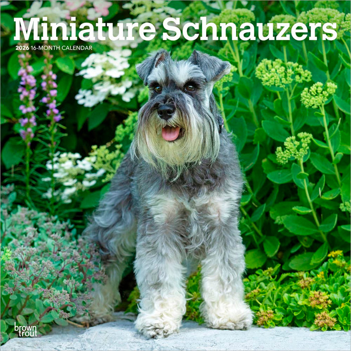 Miniature Schnauzers 2026 Square Wall Calendar