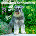 Miniature Schnauzers 2026 Square Wall Calendar